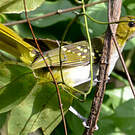 Bulbul nicator