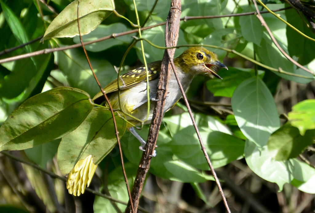 Bulbul nicatoradulte, identification