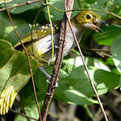 Bulbul nicator