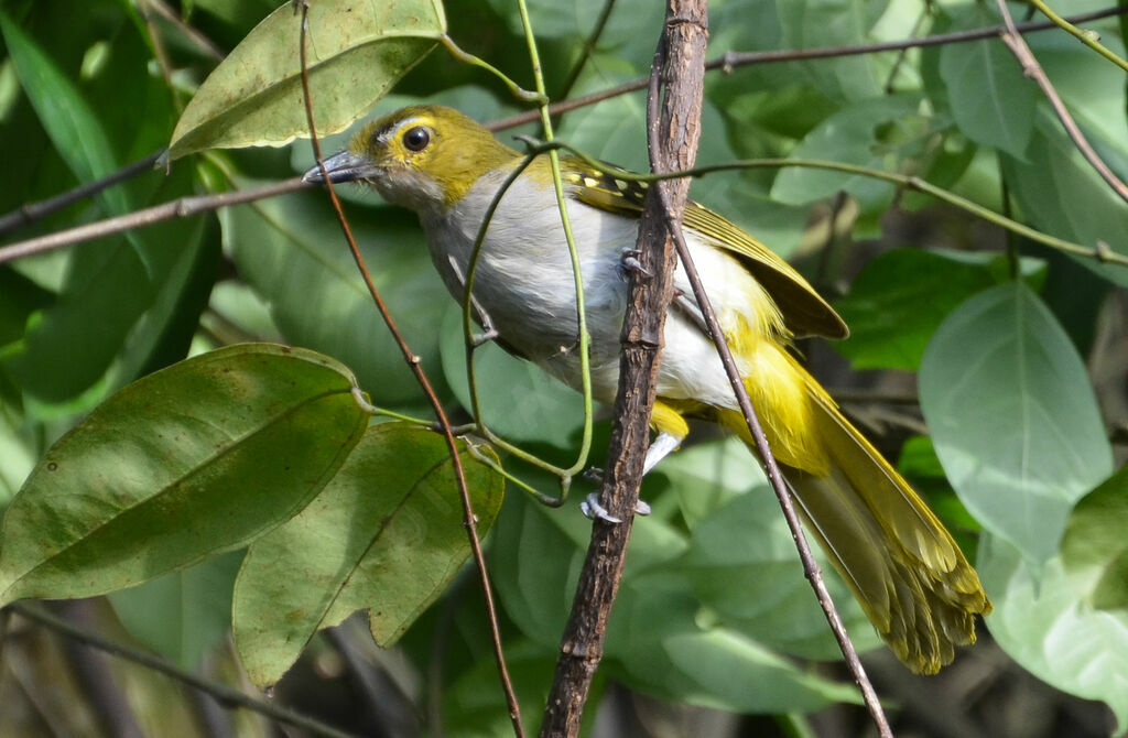 Bulbul nicatoradulte, identification