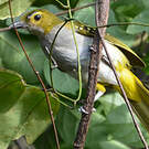 Bulbul nicator