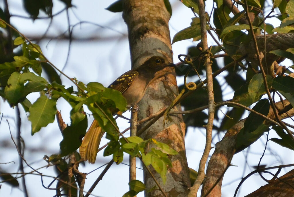 Western Nicatoradult, identification