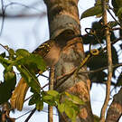 Bulbul nicator