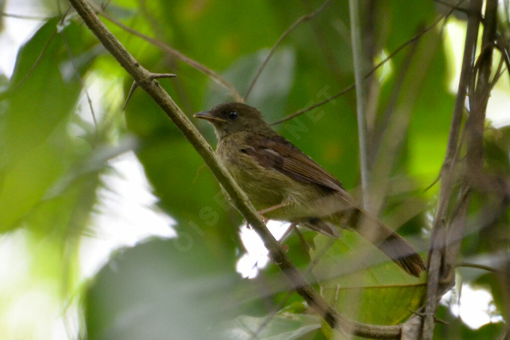 Bulbul verdâtreadulte, identification