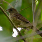 Bulbul verdâtre