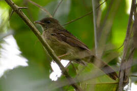 Little Greenbul