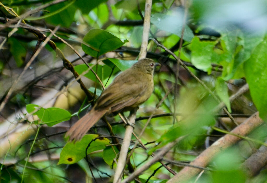 Little Greenbul