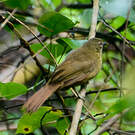 Bulbul verdâtre