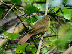 Little Greenbul