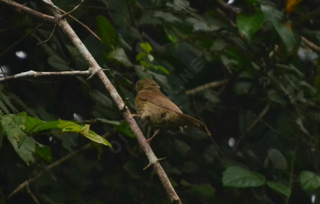 Bulbul verdâtreadulte, identification