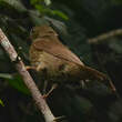 Bulbul verdâtre
