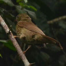 Bulbul verdâtre