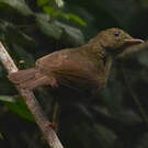 Bulbul verdâtre