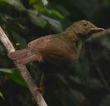 Bulbul verdâtre