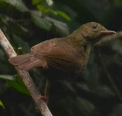 Bulbul verdâtre