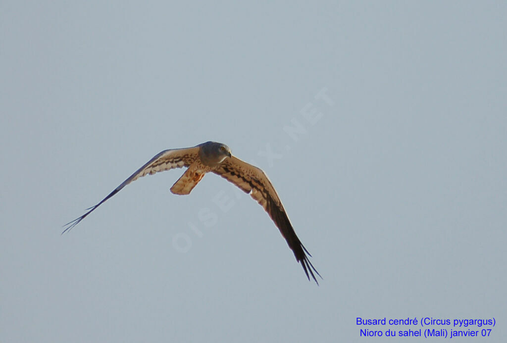 Montagu's Harrier male adult