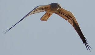 Montagu's Harrier