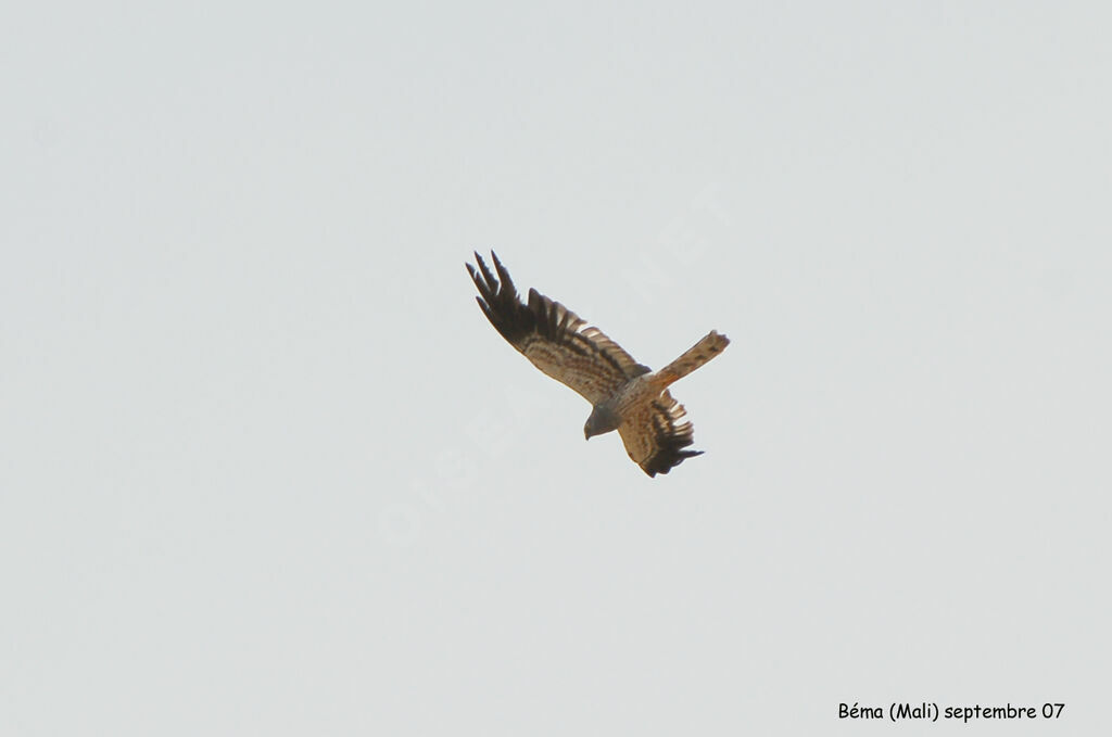 Montagu's Harrier male subadult