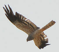 Montagu's Harrier