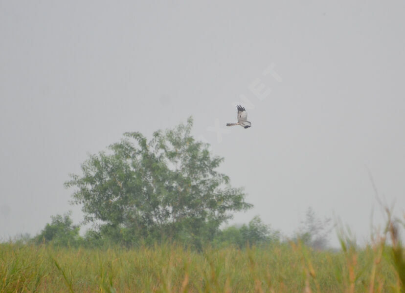 Montagu's Harrier male adult