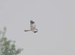 Montagu's Harrier