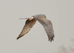 Montagu's Harrier