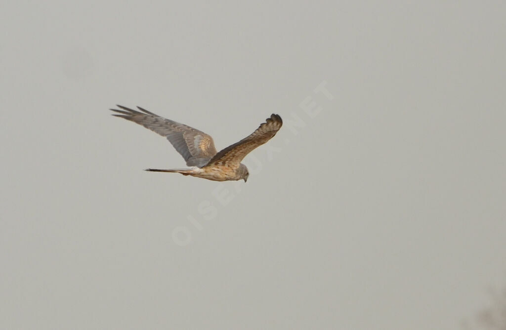 Montagu's Harrier male subadult