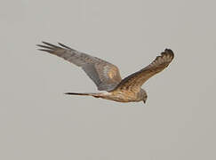 Montagu's Harrier