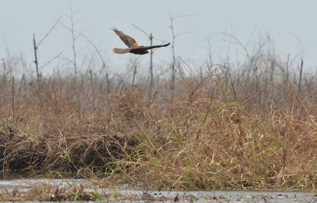 Western Marsh Harrier, Flight