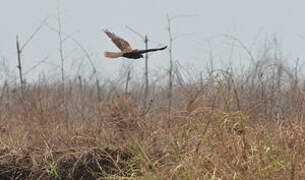 Western Marsh Harrier