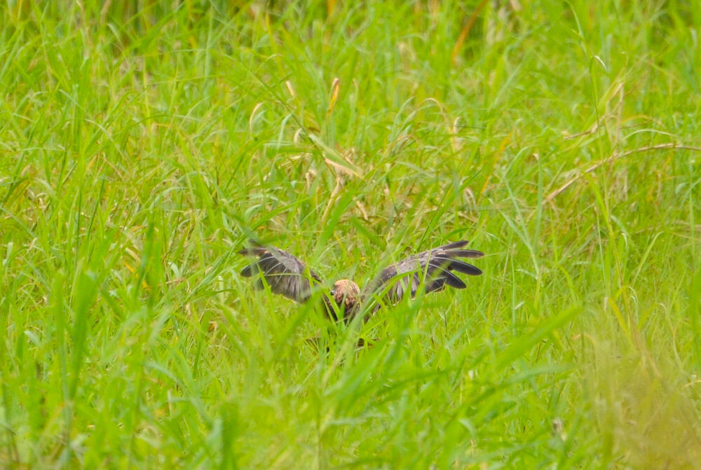 Western Marsh Harrier