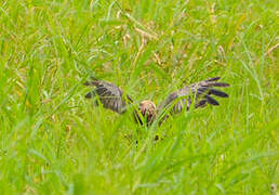 Western Marsh Harrier