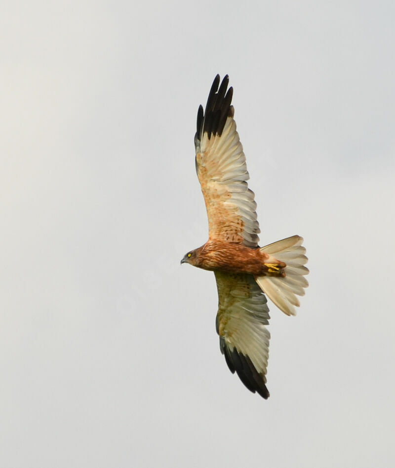 Western Marsh Harrier male adult, Flight