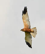 Western Marsh Harrier