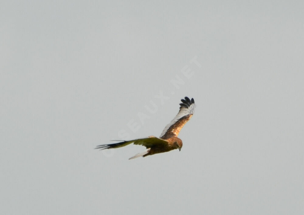 Western Marsh Harrier male adult, Flight