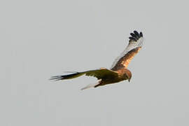 Western Marsh Harrier