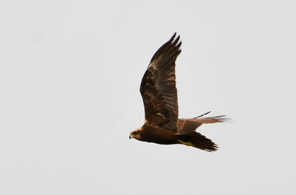 Western Marsh Harrier female adult