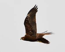 Western Marsh Harrier