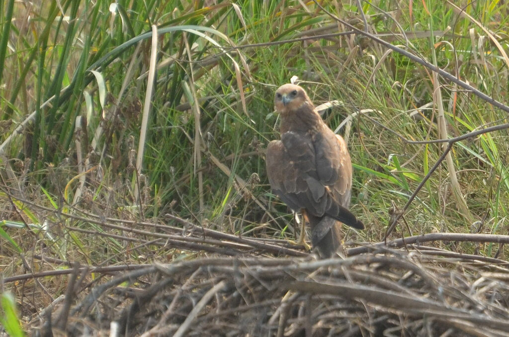 Western Marsh Harriersubadult