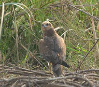 Western Marsh Harrier