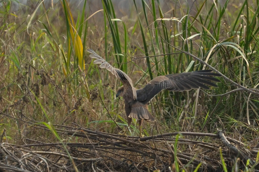 Western Marsh Harriersubadult