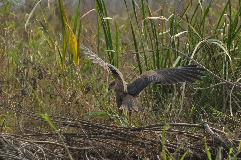 Western Marsh Harriersubadult