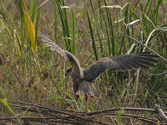 Western Marsh Harrier