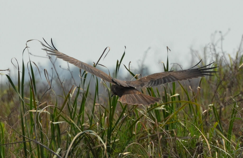 Western Marsh Harriersubadult