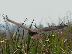 Western Marsh Harrier