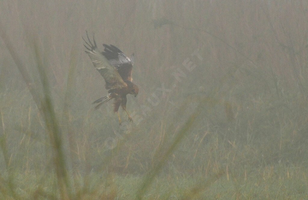 Busard des roseaux, pêche/chasse