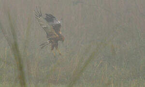 Western Marsh Harrier