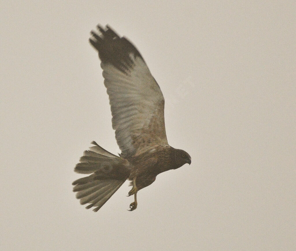 Western Marsh Harrier male adult