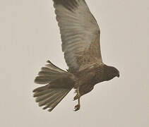 Western Marsh Harrier