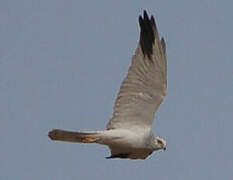 Pallid Harrier